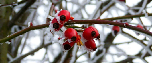 Buy Rosehip Oil