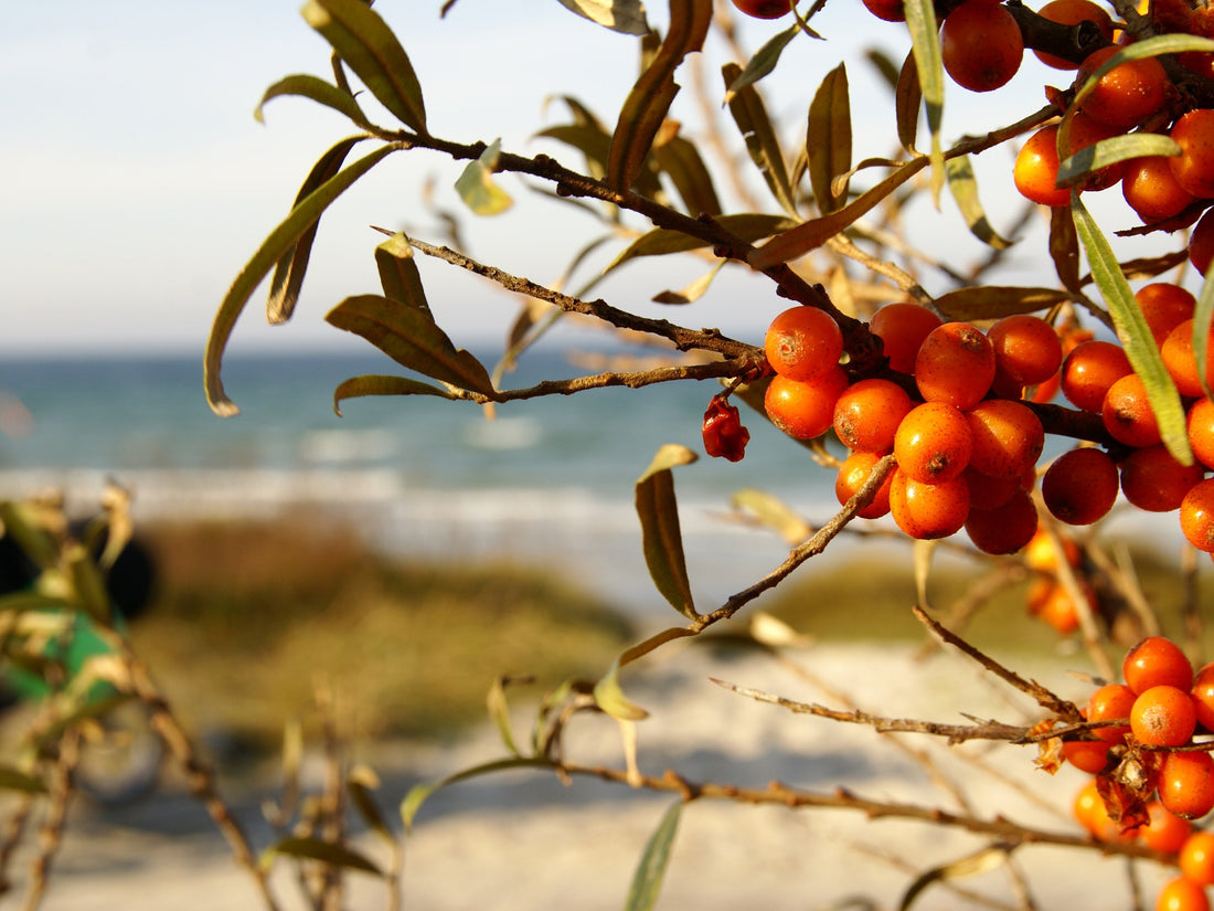 How to Spot Fake Sea Buckthorn Oil: The Ultimate Buyer’s Guide