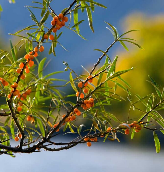 Ladakh Essentials - Organic By Nature